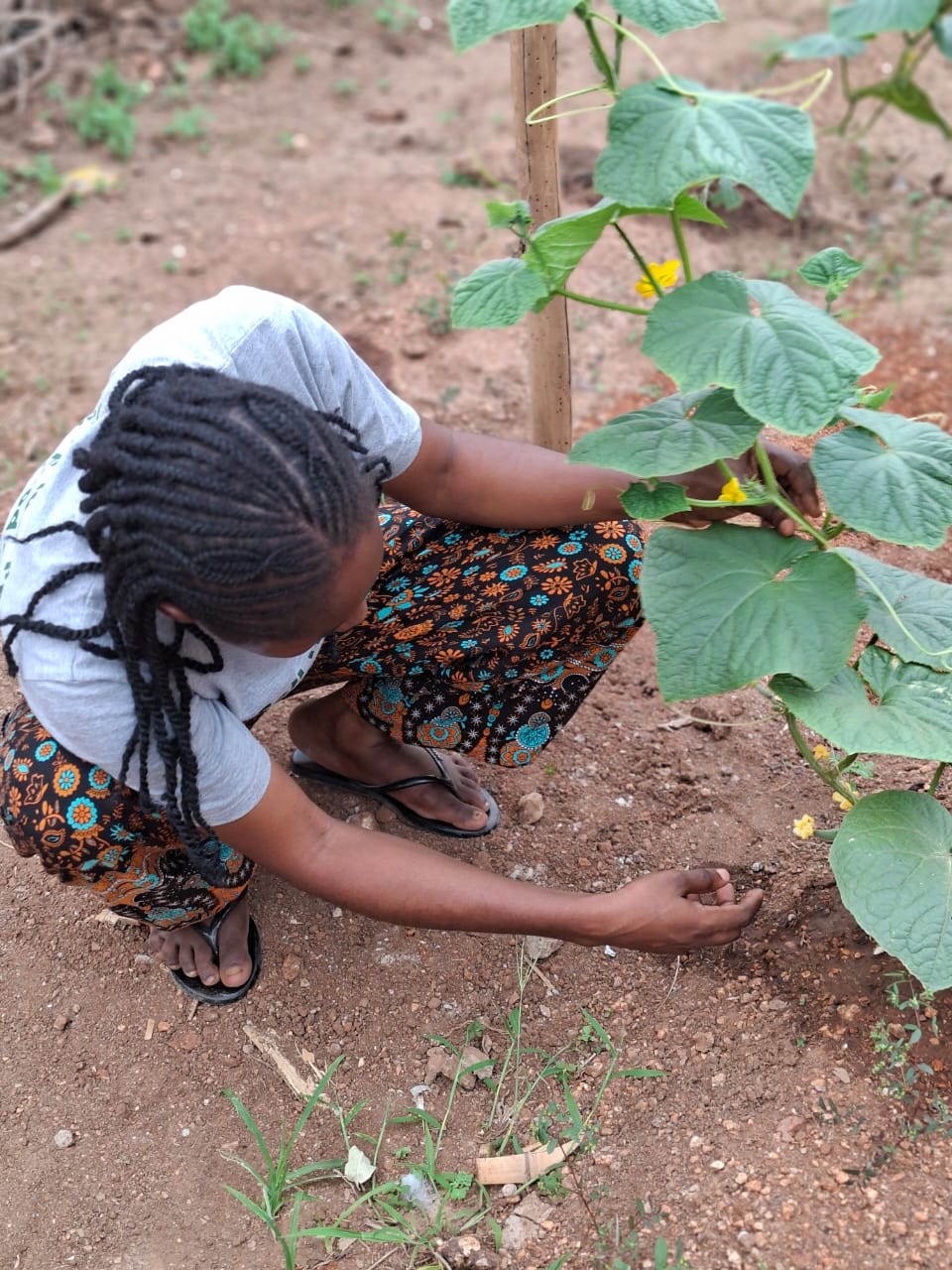 Farmer tending crops with biofertilizer