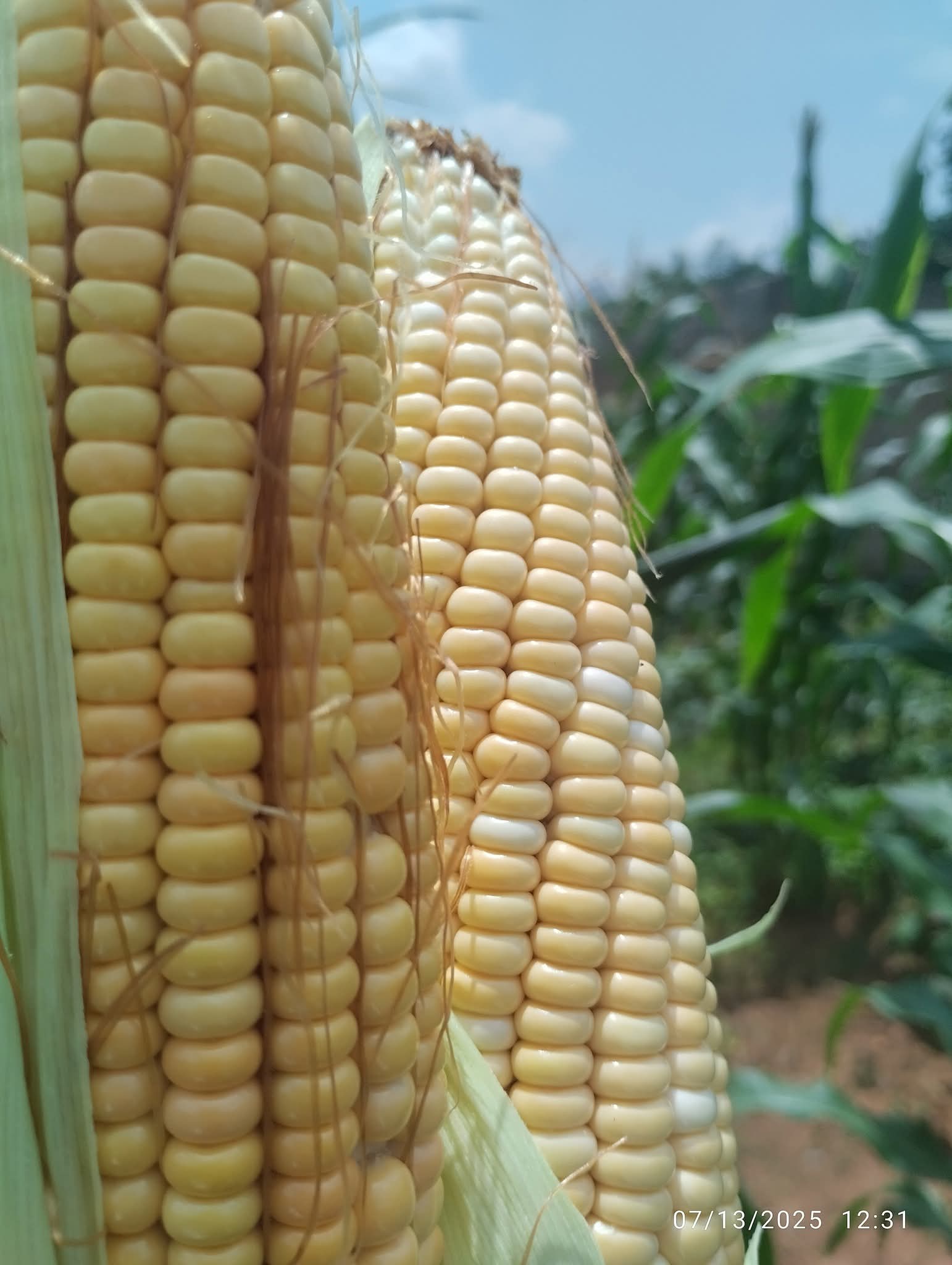 Farm produce from treated soil