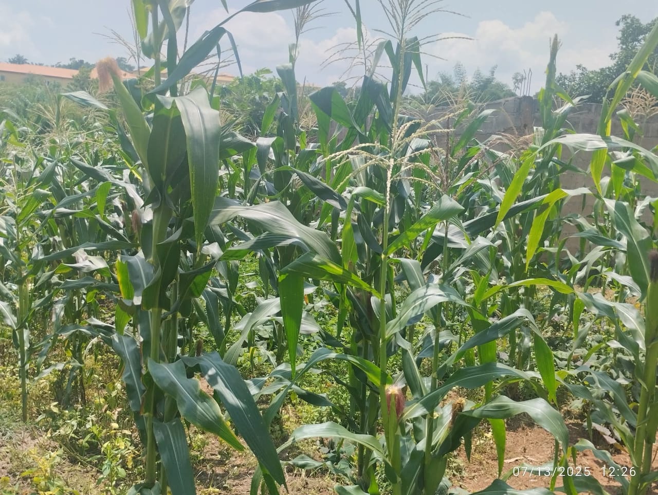 Thriving corn farm with biofertilizer