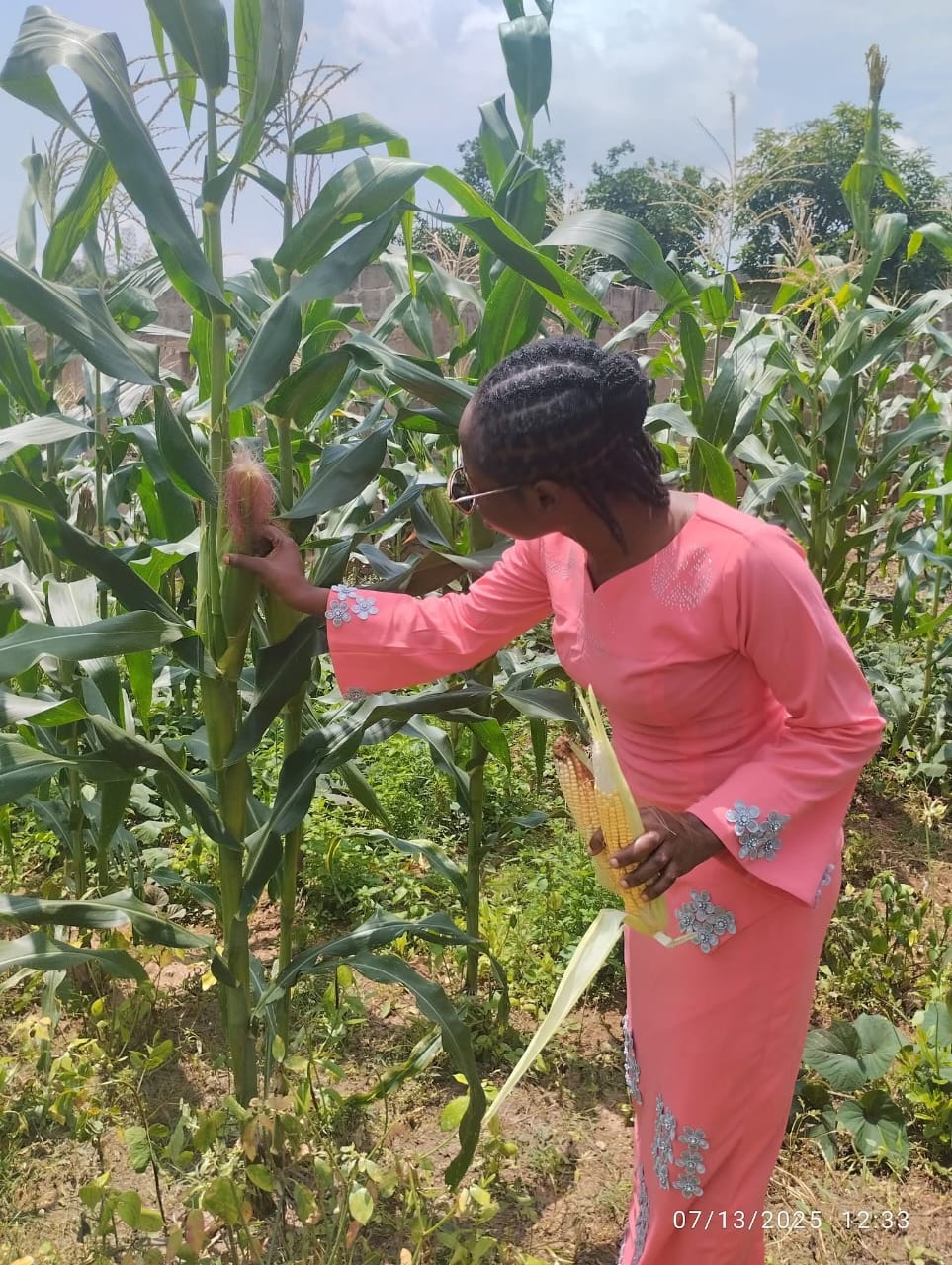 Farmer harvesting corn on treated farmland