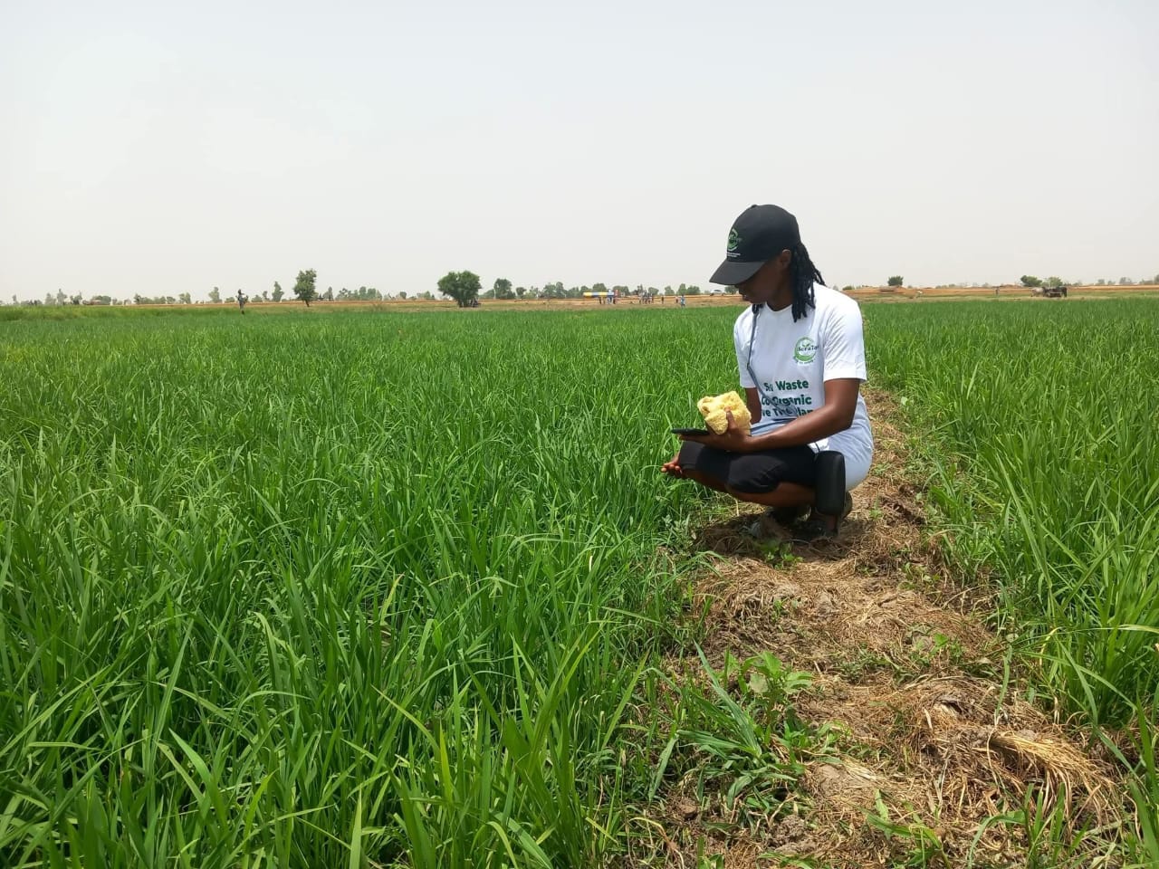 Healthy crops on organic farm